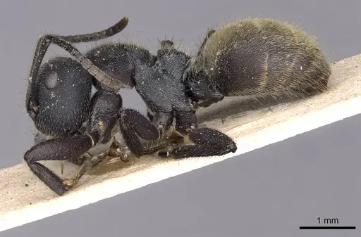 Camponotus polyrhachioides - CASENT0909947