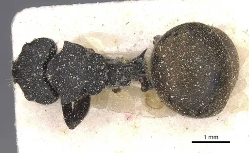 Camponotus polyrhachioides - CASENT0912089