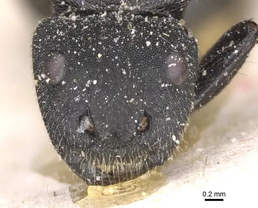 Camponotus polyrhachioides - CASENT0912089