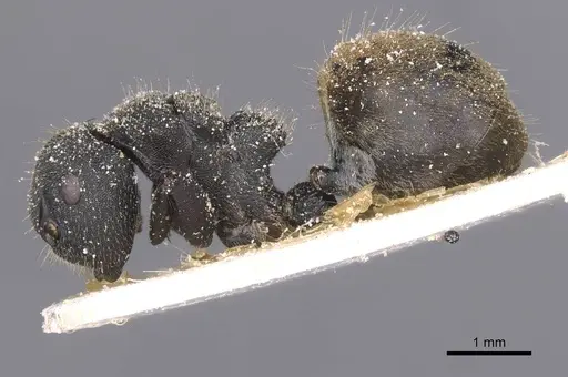 Camponotus polyrhachioides - CASENT0912089