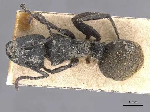 Camponotus polyrhachioides - CASENT0913761