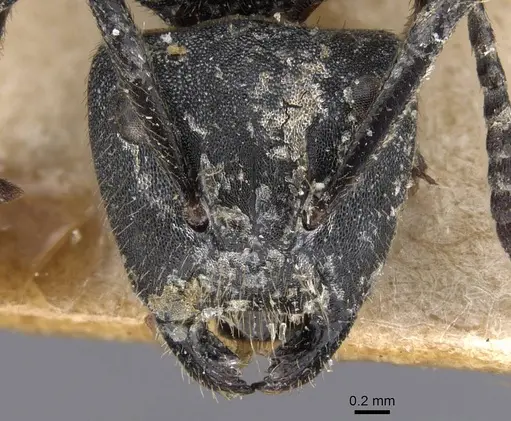 Camponotus polyrhachioides - CASENT0913761