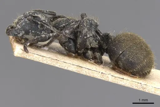 Camponotus polyrhachioides - CASENT0913761