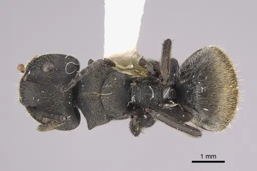 Camponotus polyrhachioides - CASENT0923544