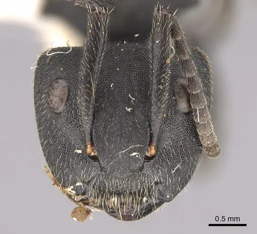 Camponotus polyrhachioides - CASENT0923544