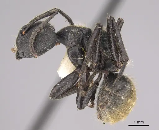 Camponotus polyrhachioides - CASENT0923544