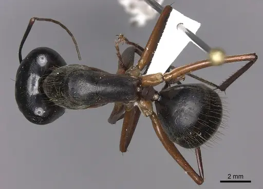 Camponotus pompeius specimen
