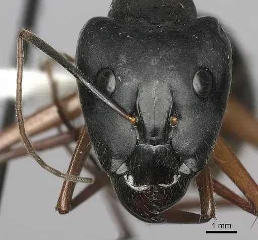 Camponotus pompeius specimen