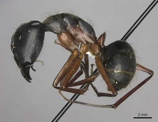 Camponotus pompeius specimen