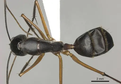 Camponotus pompeius - CASENT0235230