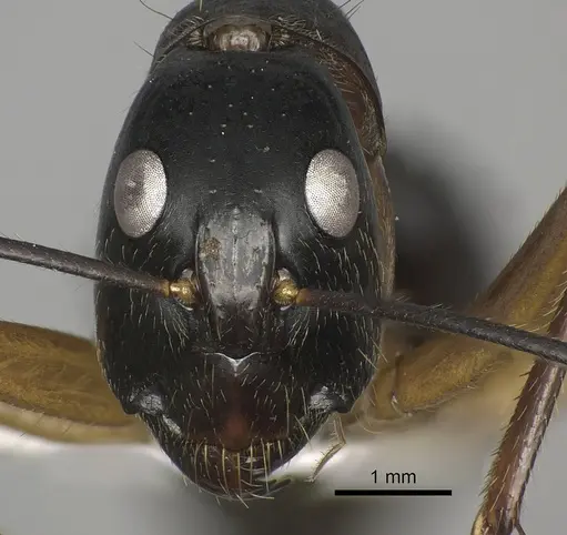 Camponotus pompeius - CASENT0235230