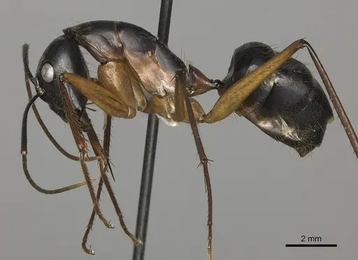 Camponotus pompeius - CASENT0235230