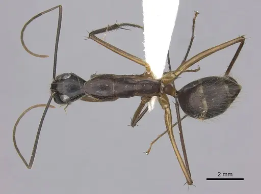 Camponotus pompeius - CASENT0235231