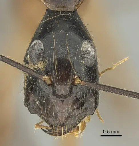 Camponotus pompeius - CASENT0235231