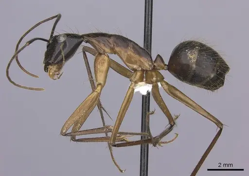 Camponotus pompeius - CASENT0235231