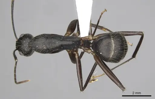 Camponotus pompeius - CASENT0316921