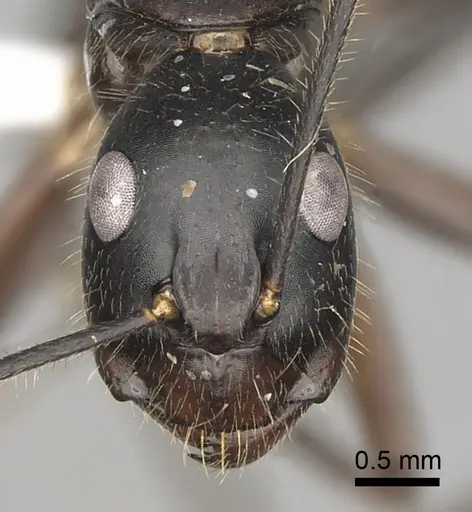 Camponotus pompeius - CASENT0316921