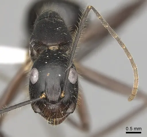 Camponotus pompeius - CASENT0316921