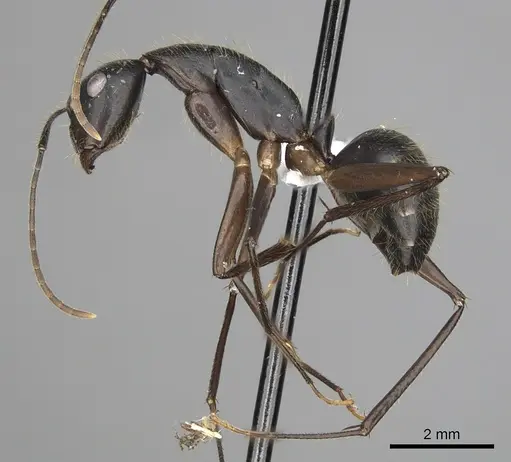 Camponotus pompeius - CASENT0316921