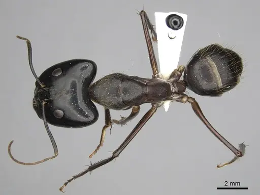 Camponotus pompeius - CASENT0316925