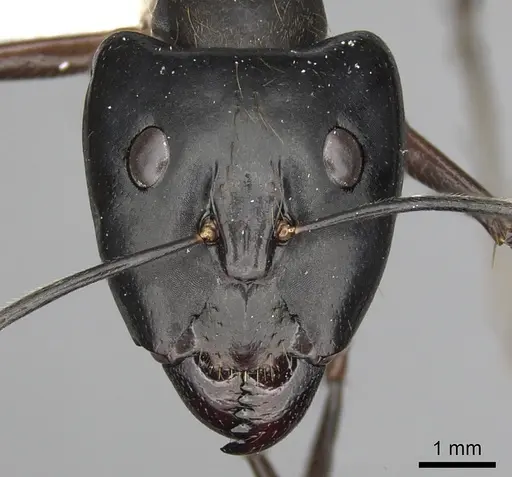 Camponotus pompeius - CASENT0316925