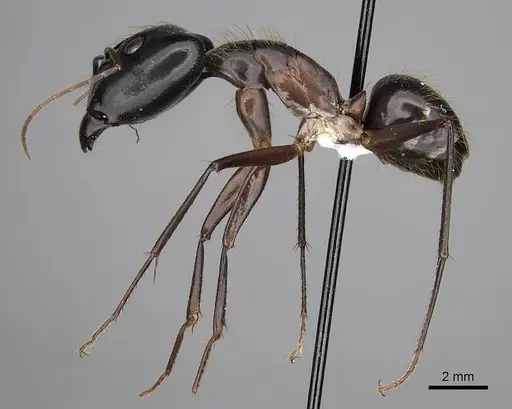 Camponotus pompeius - CASENT0316925