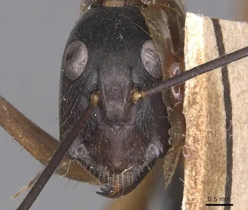 Camponotus pompeius - CASENT0905240