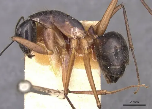Camponotus pompeius - CASENT0905240