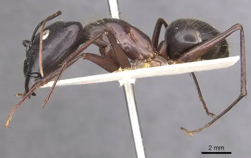 Camponotus pompeius - CASENT0910074