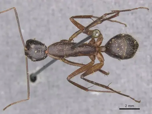 Camponotus pompeius - CASENT0910075