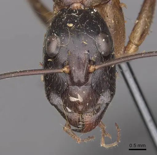 Camponotus pompeius - CASENT0910075