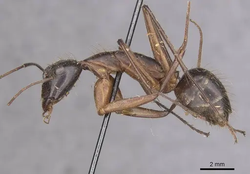 Camponotus pompeius - CASENT0910075