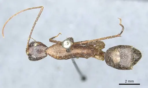 Camponotus pompeius - CASENT0912015