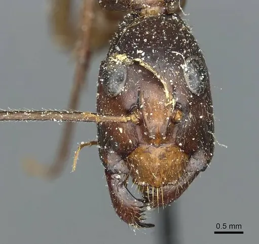 Camponotus pompeius - CASENT0912015