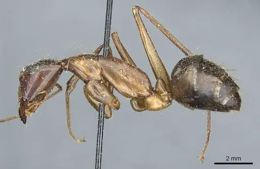 Camponotus pompeius - CASENT0912015