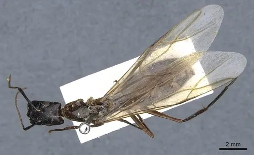 Camponotus postangulatus specimen