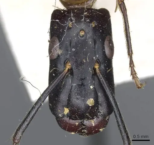 Camponotus postangulatus specimen