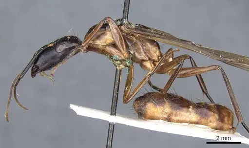Camponotus postangulatus specimen