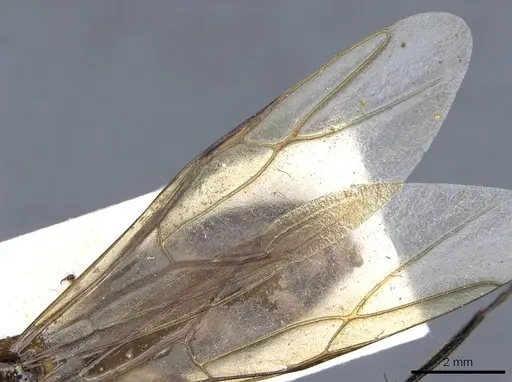 Camponotus postangulatus - CASENT0905509