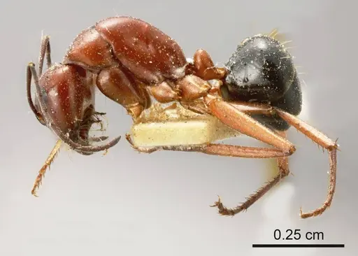 Camponotus postcornutus specimen