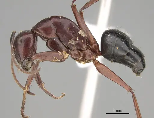 Camponotus postcornutus - CASENT0887728