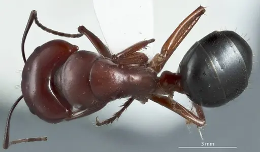 Camponotus postcornutus - JDM32-001305