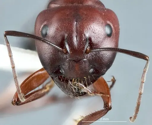Camponotus postcornutus - JDM32-001305