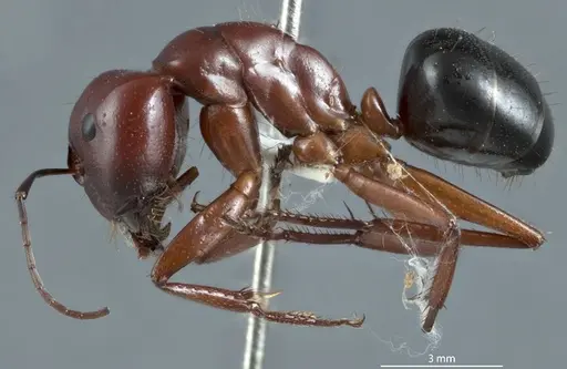 Camponotus postcornutus - JDM32-001305
