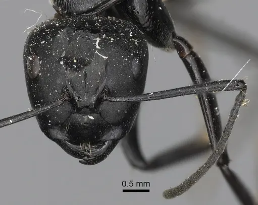 Camponotus posteropilus specimen