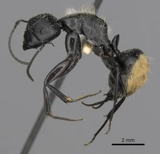 Camponotus posteropilus specimen