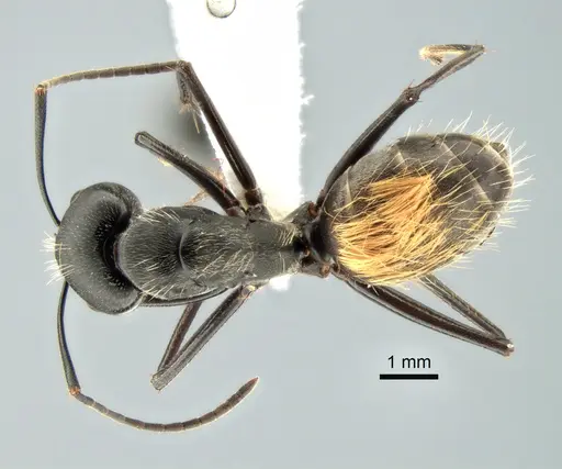 Camponotus posteropilus - CASENT0882199