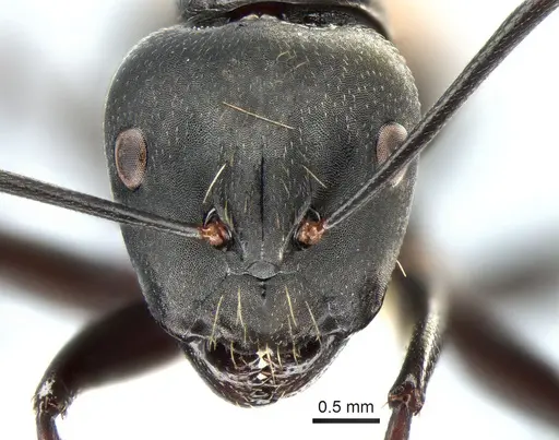 Camponotus posteropilus - CASENT0882199