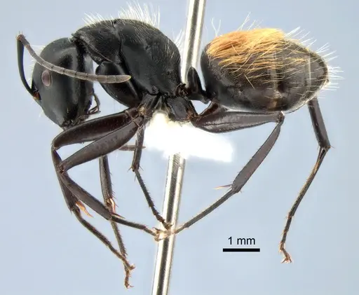 Camponotus posteropilus - CASENT0882199