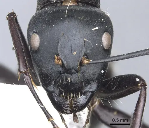 Camponotus posteropilus - CASENT0903565